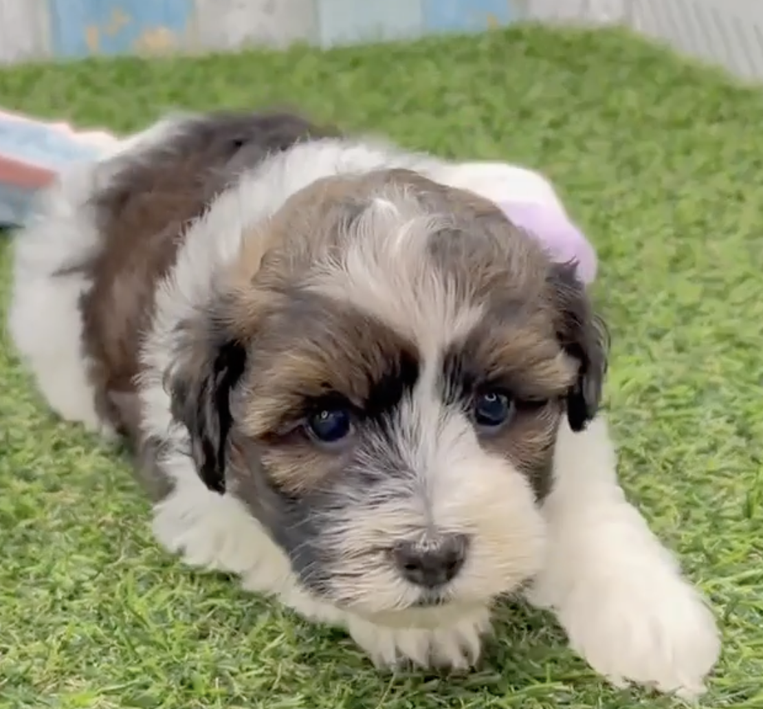 tricolor havapoo puppy with black eyes